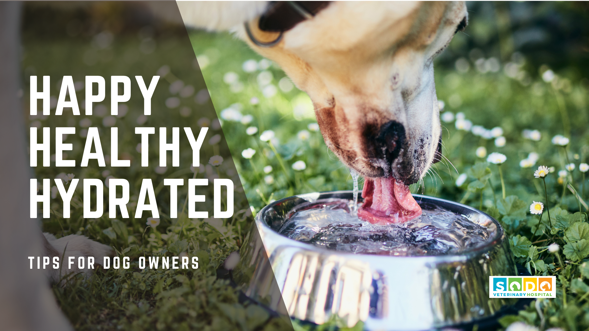 Hydration Tips for Dogs