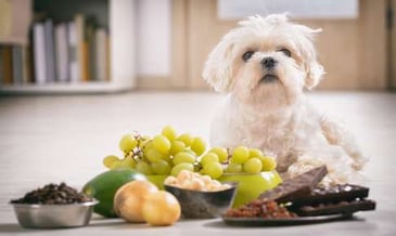 A small white dog standing in front of a grouping of fruits and vegetables. 