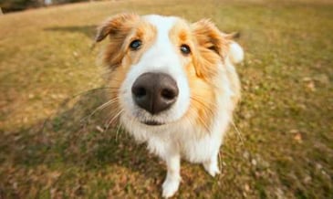 A collie with its nose close to the camera - making it appear large. 