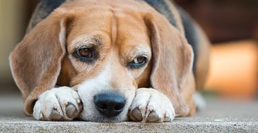 A beagle mix with its nose between its paws looking sideways to suggest sickness or sadness. 