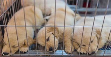 A group of golden retriever puppies lying down in a depressing way inside a large cage in a pet store. 