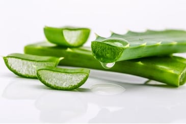 A closeup of a sliced Aloe Vera plant which is poisonous to pets. 