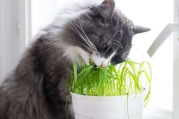 A grey and white cat eating grass grown in a white pot indoors. 