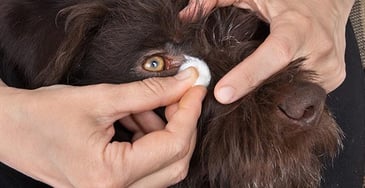 A closeup of a dog with a person's hands wiping its eye with a cotton ball. 