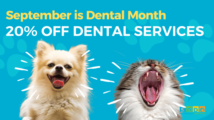 September is Doggie Dental Month