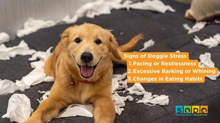 Signs of Dog Stress