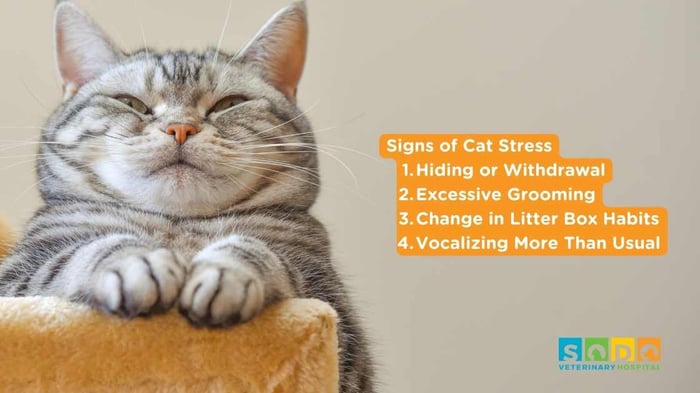 Signs of cat Stress