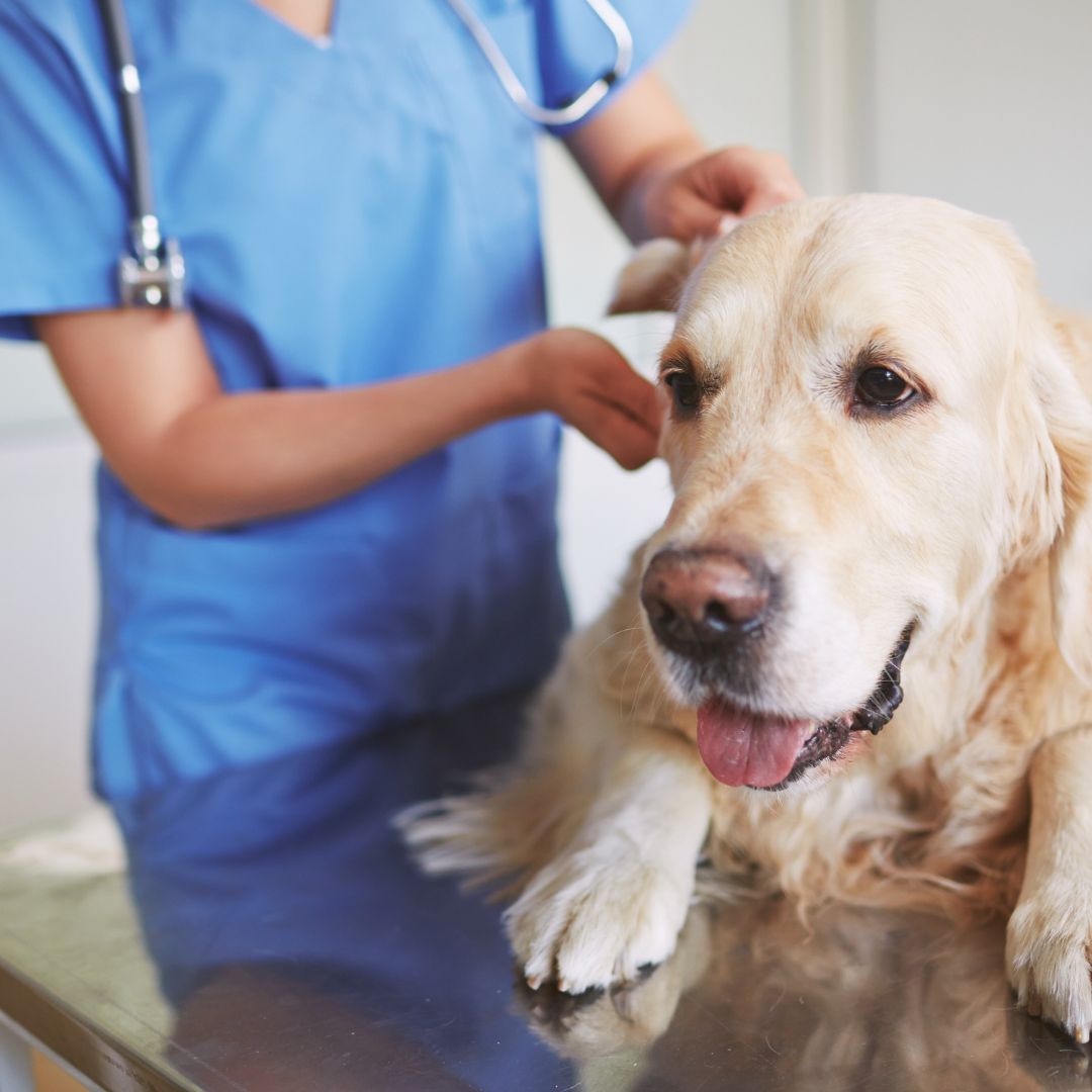 A veterinarian in blue scrubs examining the ears of a golden retriever. 