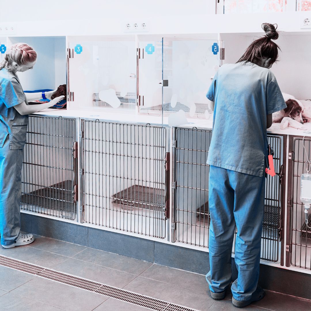Two vet techs wearing blue scrubs working with dogs in a large group of kennels in a vet hospital. 