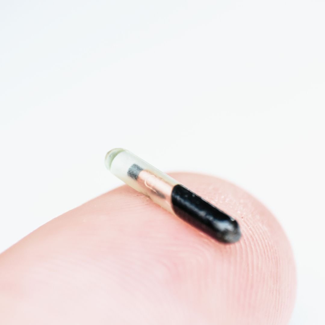 A closeup of a micro-chip that would be used to track a pet, shown on a fingertip. 