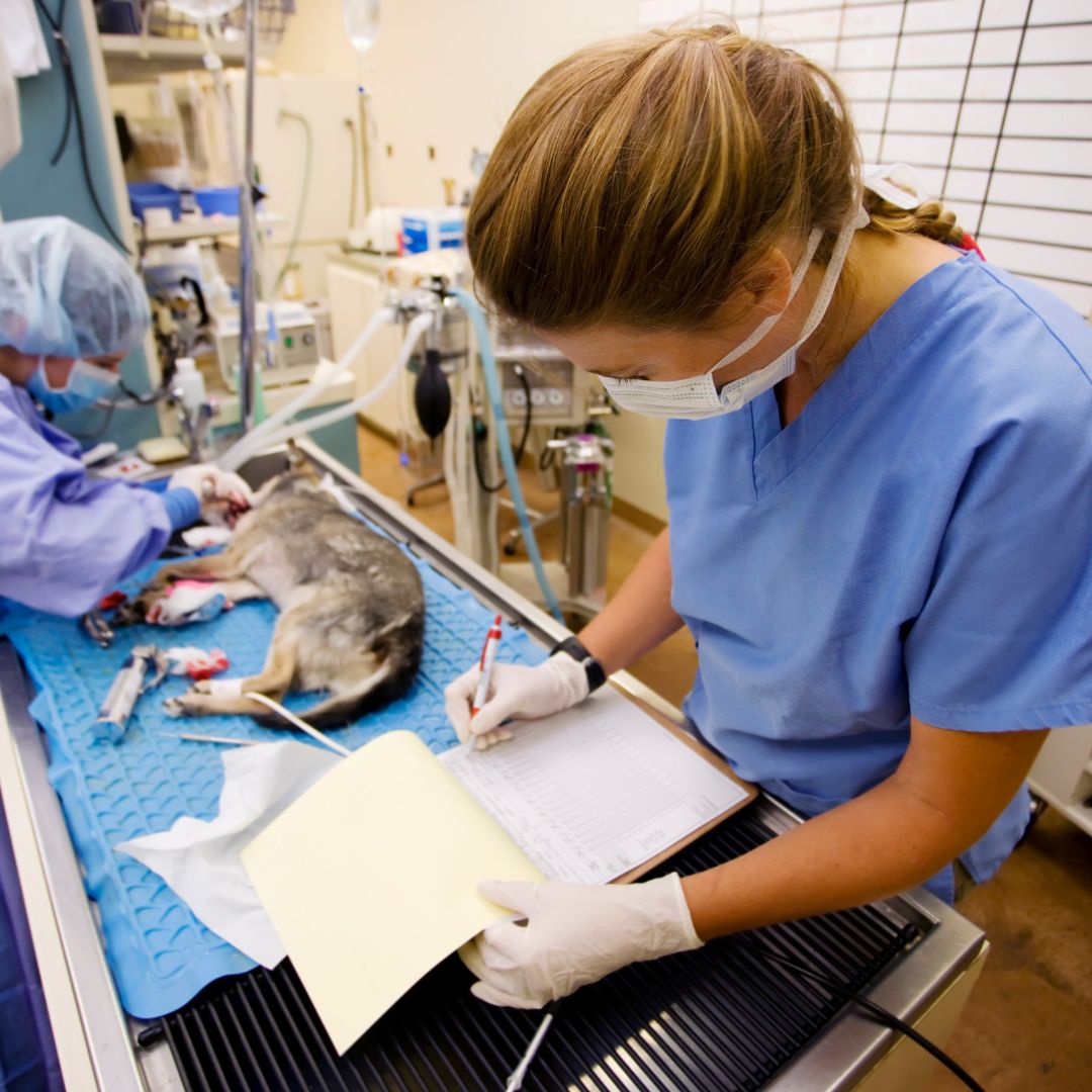 A veterinarian taking notes after surgery while a veterinary nurse works on a small dog on the surgical table. 