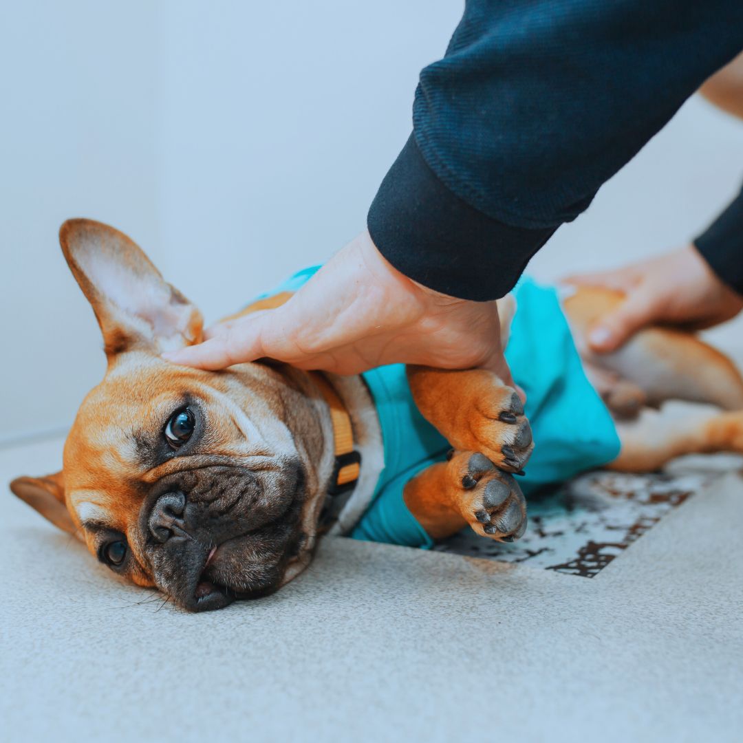 A brown French bulldog laying on its side with gentle hands of a vet tech examining holding it to perform an exam. 