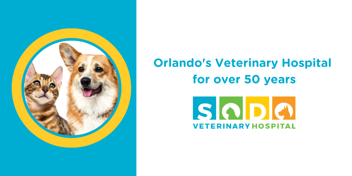 SODO Veterinary Hospital | Home